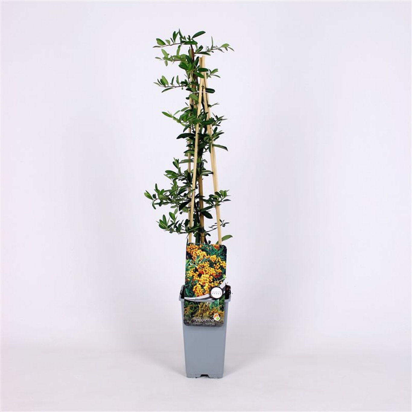Pyracantha 'Golden Charmer' - C2 70/+ CM